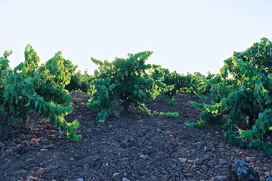 BODEGA LENEUS - photo 4
