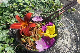 Balade nature & cours de cuisine végétale à Grandfontaine  (67)