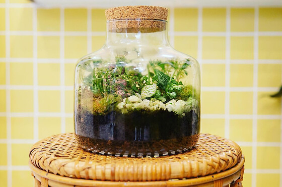 Atelier création d'un Terrarium à Paris 11ème