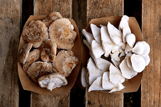 Initiation à la production de champignons à Grenoble (38)
