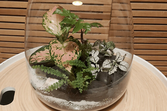 Atelier création d’un terrarium à Paris  20ème