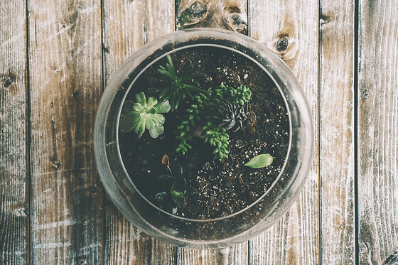 Atelier création d’un terrarium à Paris  20ème
