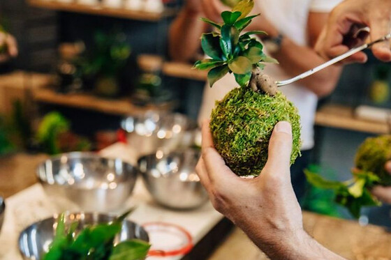 Atelier Kokedama à Bordeaux Mériadeck