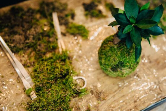 Atelier Kokedama à Bordeaux Mériadeck