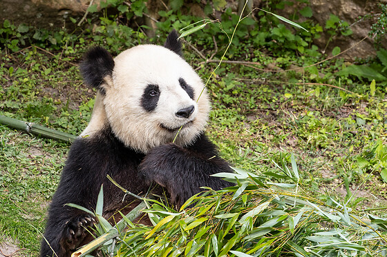 ZooParc de Beauval - Séjour 2 jours et 1 nuit pour 2