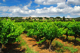 BODEGA  PIEDRA