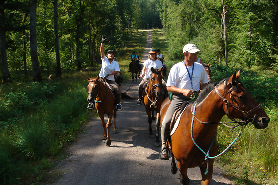 Zucht- und Reitstall Gentinetta - photo 11