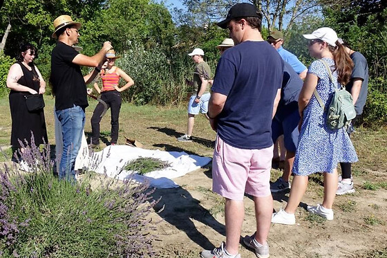 Atelier cueillette et distillation de lavande à Bellegarde (30)