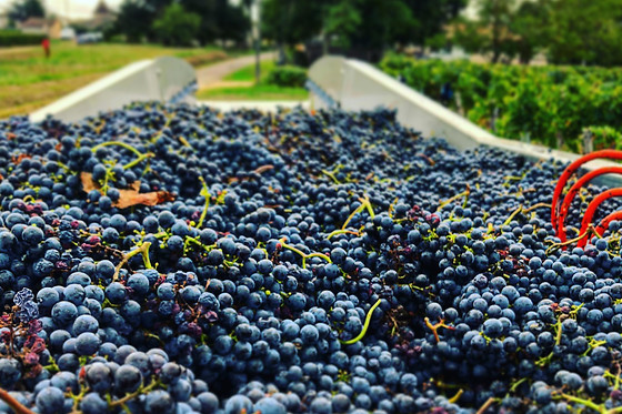 Atelier d’œnologie pour 2 aux Vignobles Alain Chaumet à Lalande de Pomerol (33)