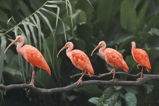 Billet pour le Zoo de Martinique (97)