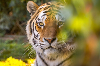 Billet pour le parc zoologique de la Bourbansais à Pleugueneuc