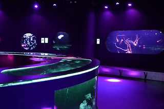 Billet nocturne pour l'Aquarium de Paris - Adulte