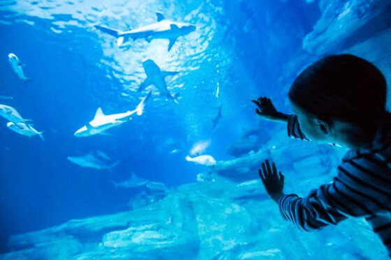 Billet coupe-file pour l'Aquarium de Paris au Trocadéro - Haute saison - Adulte 13 ans et +