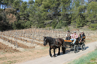 Atelier d'oenologie pour 2 chez les Vignerons du Mont Ventoux à Bedoin (84)