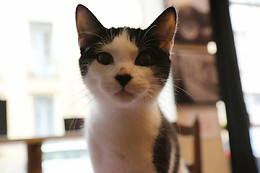 Le chat puccino
