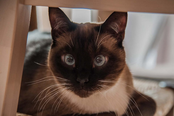 Le chat puccino - photo 8