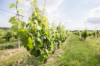 Atelier d'œnologie au Château Clos Mignon à Villeneuve-les-Bouloc (31)