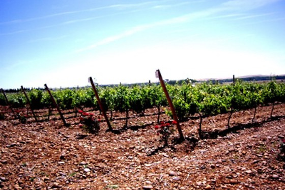 BODEGAS GORDONZELLO - photo 3