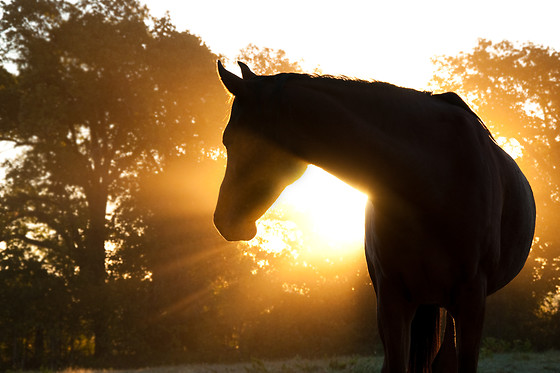 Centre Equestre Azay le Rideau - photo 0