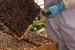 Stage journée Apiculture à Beaumes-de-Venise près d'Orange