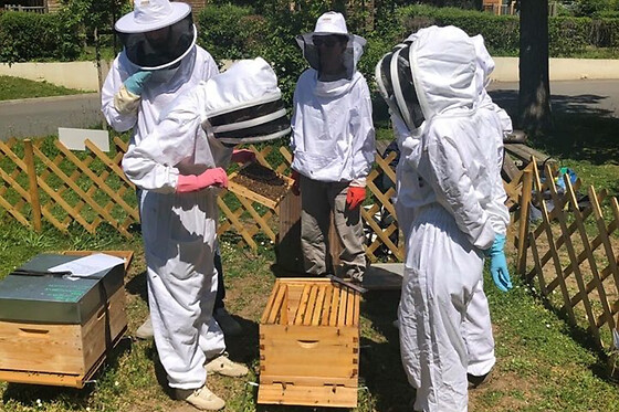 Stage 1/2 journée apiculture à Daux près de Toulouse