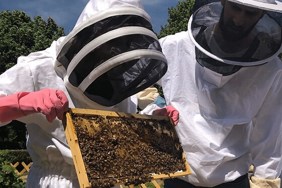 Stage 1/2 journée apiculture à Pessac près de Bordeaux