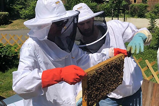 Stage 1/2 journée Apiculture à Beaumes-de-Venise près d'Orange