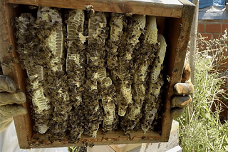 Stage 1/2 journée apiculture à Blaye près de Bordeaux