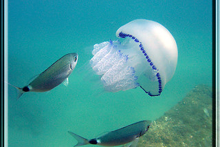 Baptême et plongée pour 2 - Capes plongée - Cap d'Agde (34)