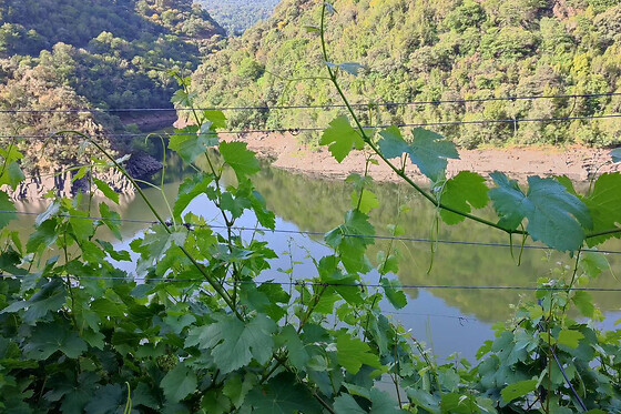 BODEGAS PETRÓN - photo 5