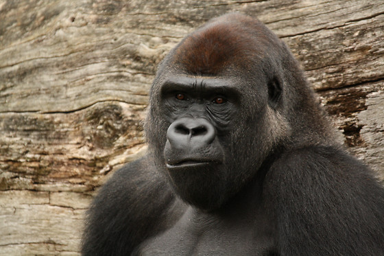 Zoo La Boissière du Doré - photo 8
