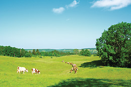 La Ferme des Coucous