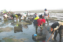 ASOC. CULT. MULLERES DO MAR DE CAMBADOS GUIMATUR (GUIMATUR)