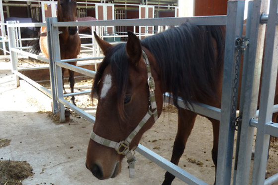 Zucht- und Reitstall Gentinetta - photo 7