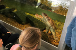Mike's Reptipark