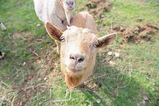 Un séjour gourmand en duo à La Maison du Bonheur à Anlhiac (24)