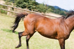Centre Equestre les Onglous