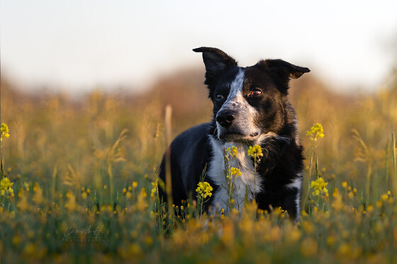 Camille H. Photographie - photo 11