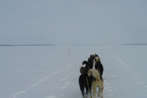 Parc du chien nordique - photo 3