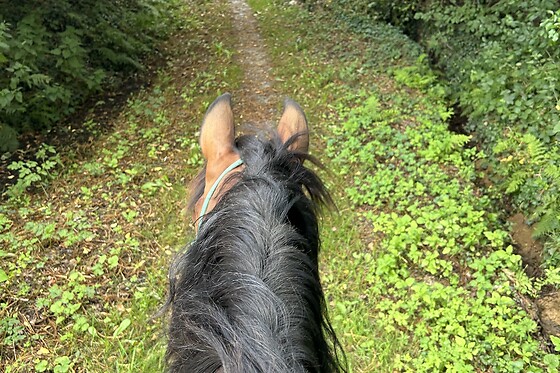 Equi Alliance - photo 3