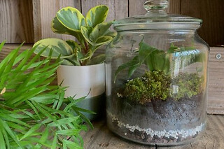Atelier terrarium à Villeurbanne (69)