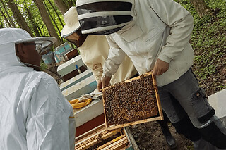 Journée d'initiation à l'apiculture à Chaume-en-Brie (77)