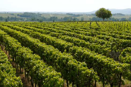 Atelier dégustation de vins du monde à Lyon - Offre Solo