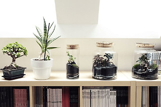 Atelier terrarium moyen proche de Strasbourg (67)