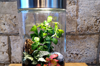 Atelier Terrarium "jardin secret" à Paris 12ème