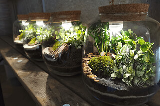 Atelier Terrarium "jardin secret" à Paris 12ème
