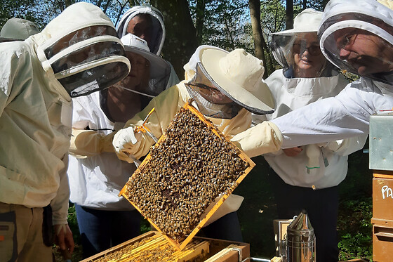 Demi-journée initiation à l'apiculture à Chaume-en-Brie (77)