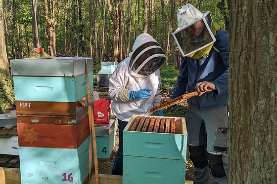 Demi-journée initiation à l'apiculture à Chaume-en-Brie (77)