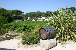 Vinotilus